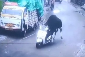 印度一头牛被监控拍到偷骑摩托车：撞墙后淡定离开